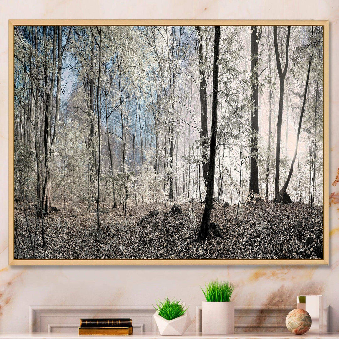 Dark Morning in Forest Panorama