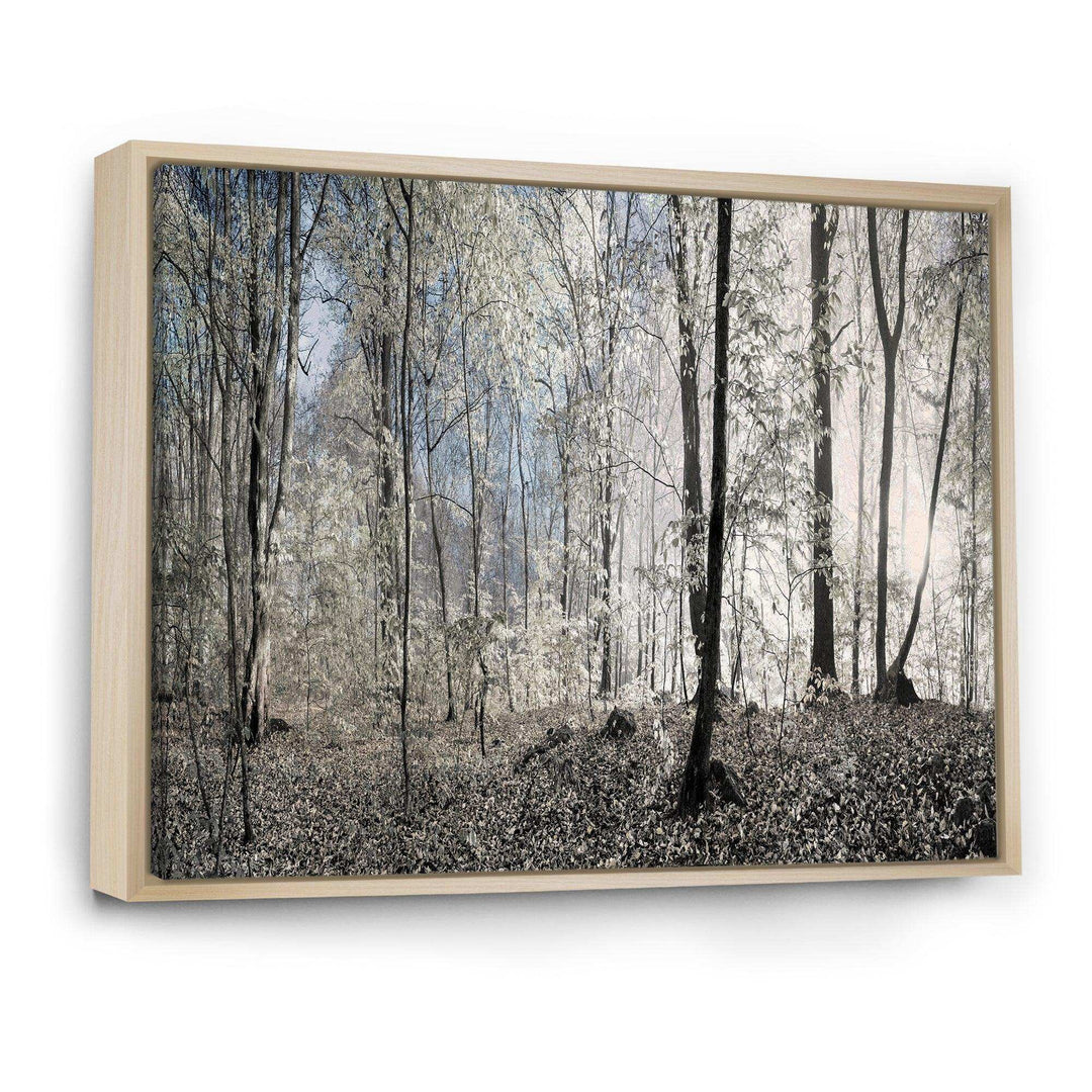 Dark Morning in Forest Panorama