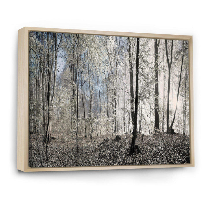 Dark Morning in Forest Panorama