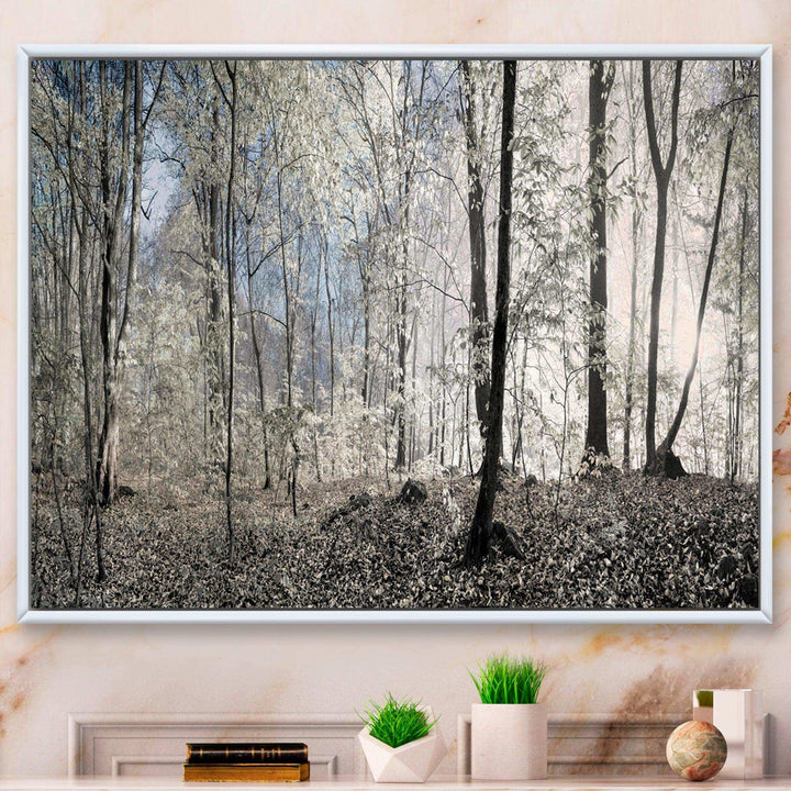 Dark Morning in Forest Panorama