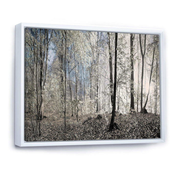 Dark Morning in Forest Panorama