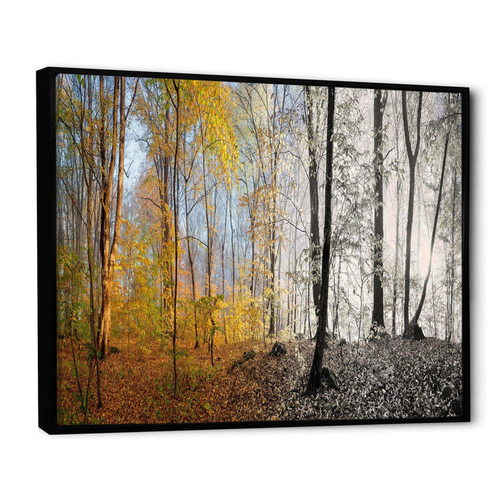 Yellow Morning in Forest Panorama