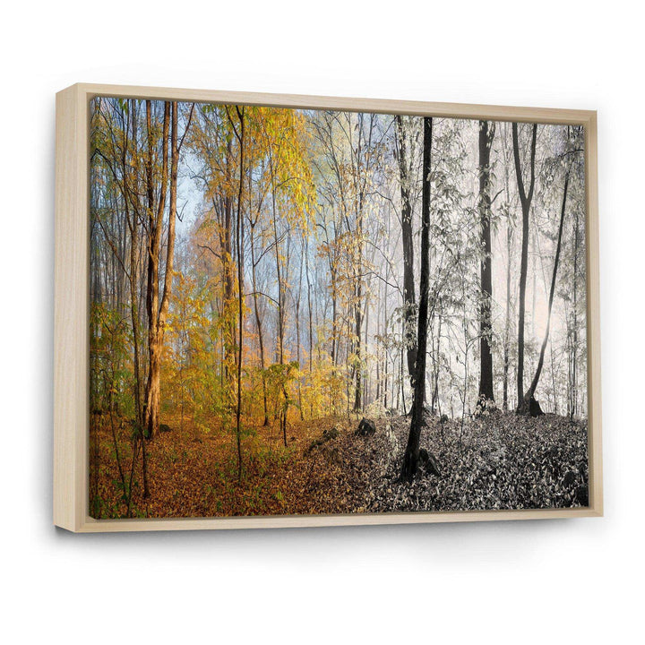 Yellow Morning in Forest Panorama