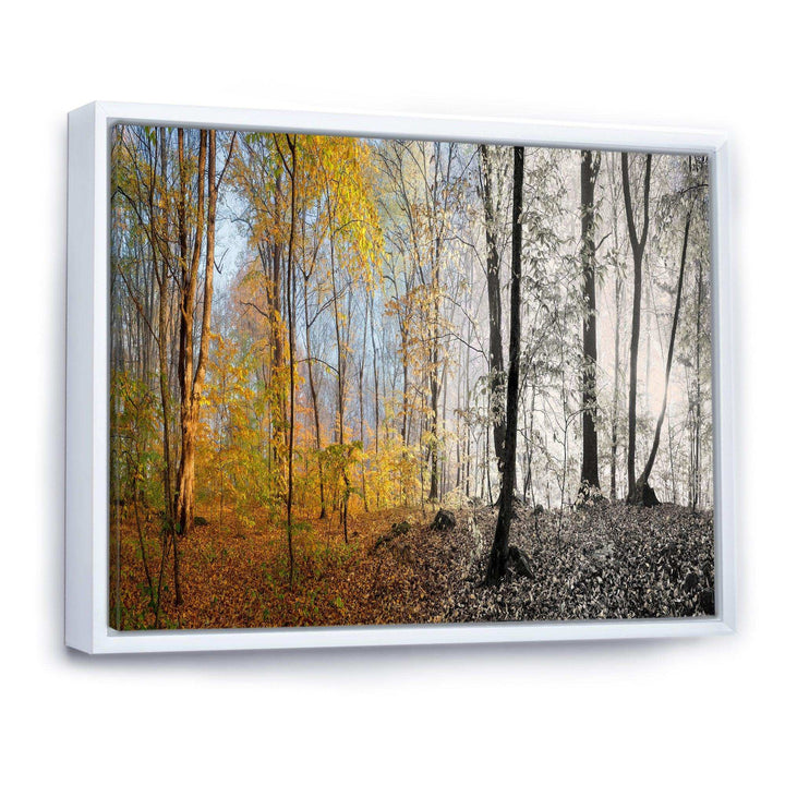 Yellow Morning in Forest Panorama