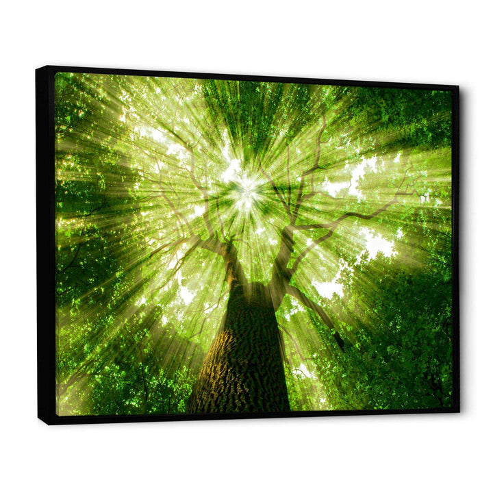 Sunlight Peeking through Green Tree