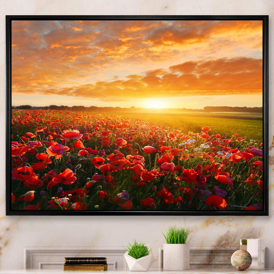 Beautiful Poppy Field at Sunset - Landscapes Wall Art Prints