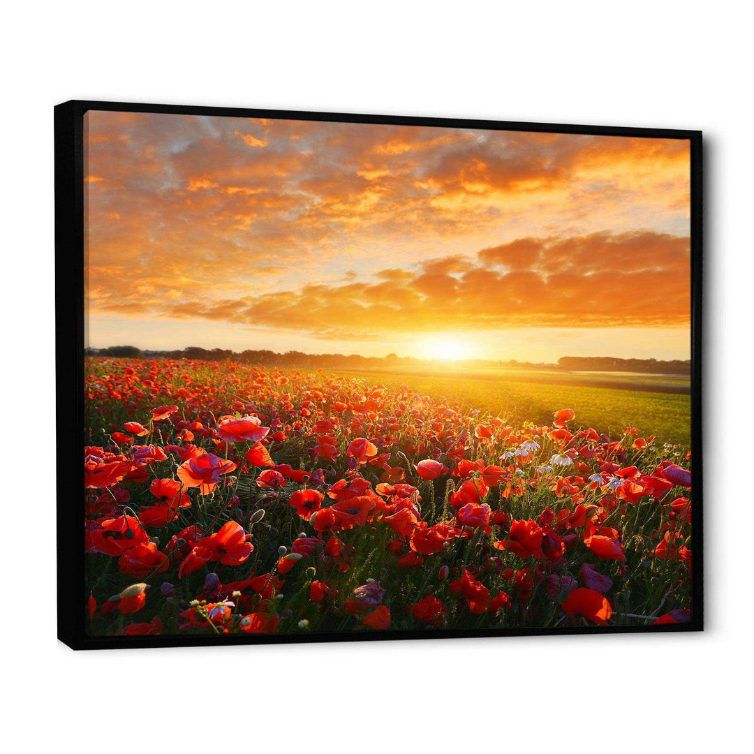 Beautiful Poppy Field at Sunset - Landscapes Wall Art Prints