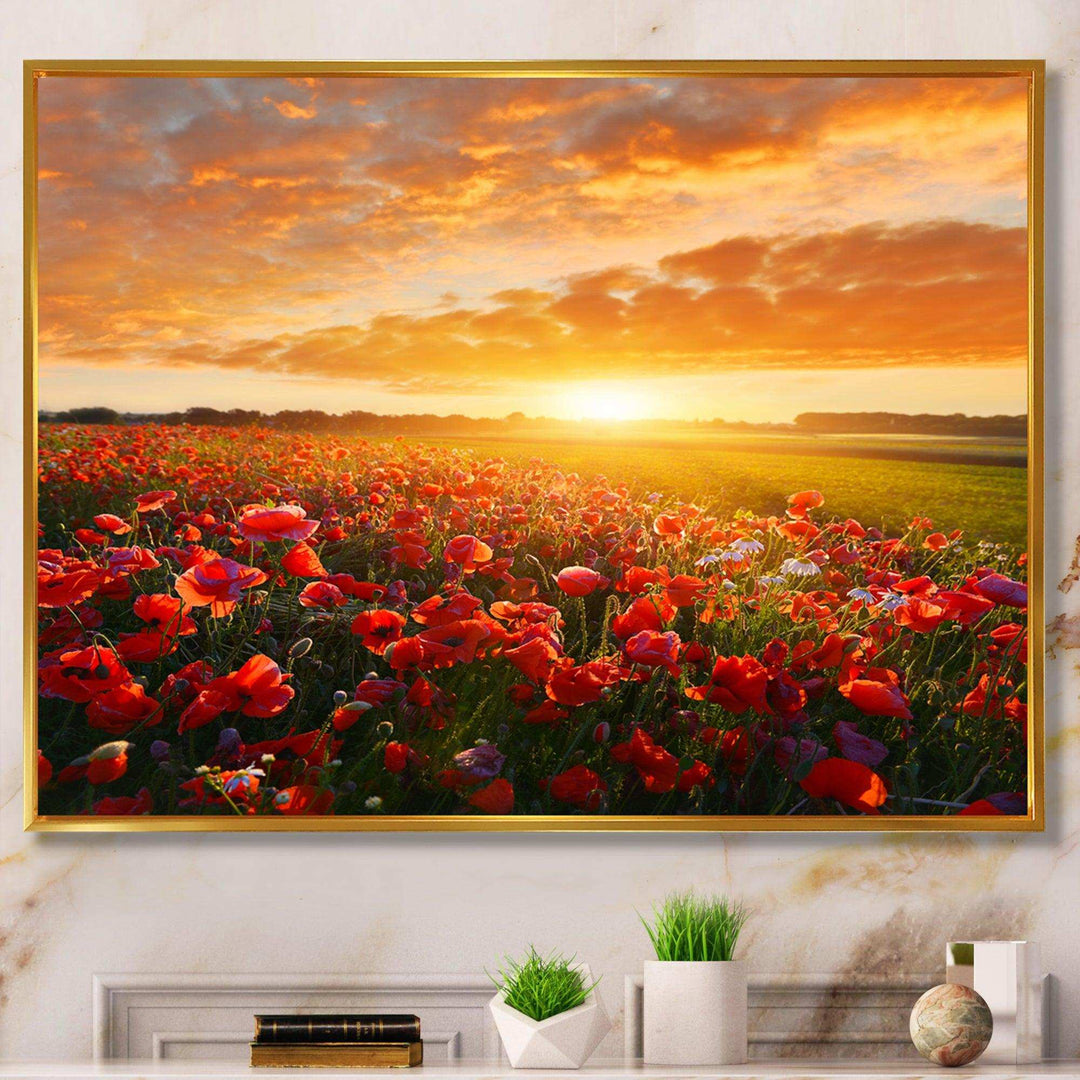 Beautiful Poppy Field at Sunset - Landscapes Wall Art Prints