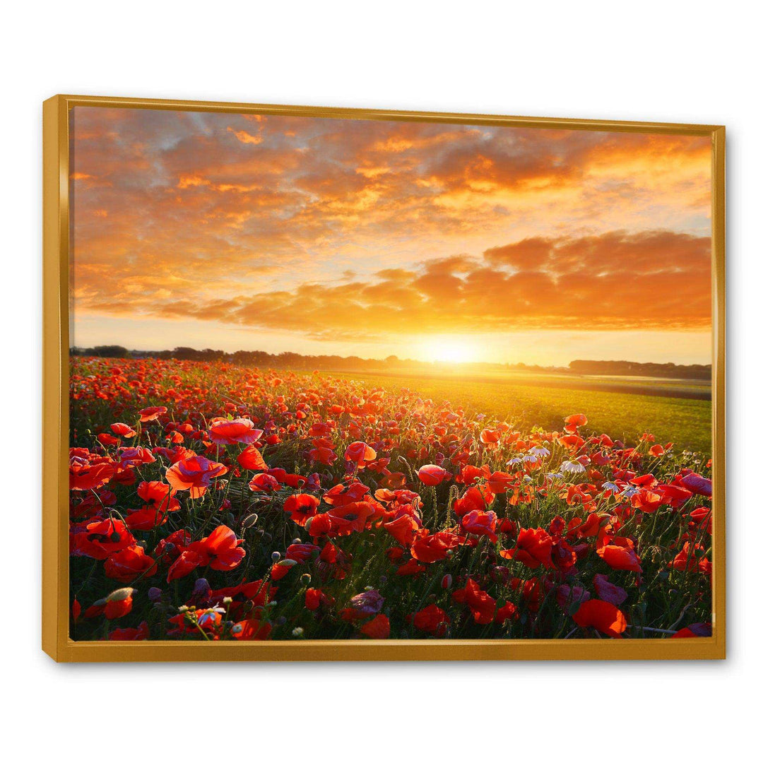 Beautiful Poppy Field at Sunset - Landscapes Wall Art Prints