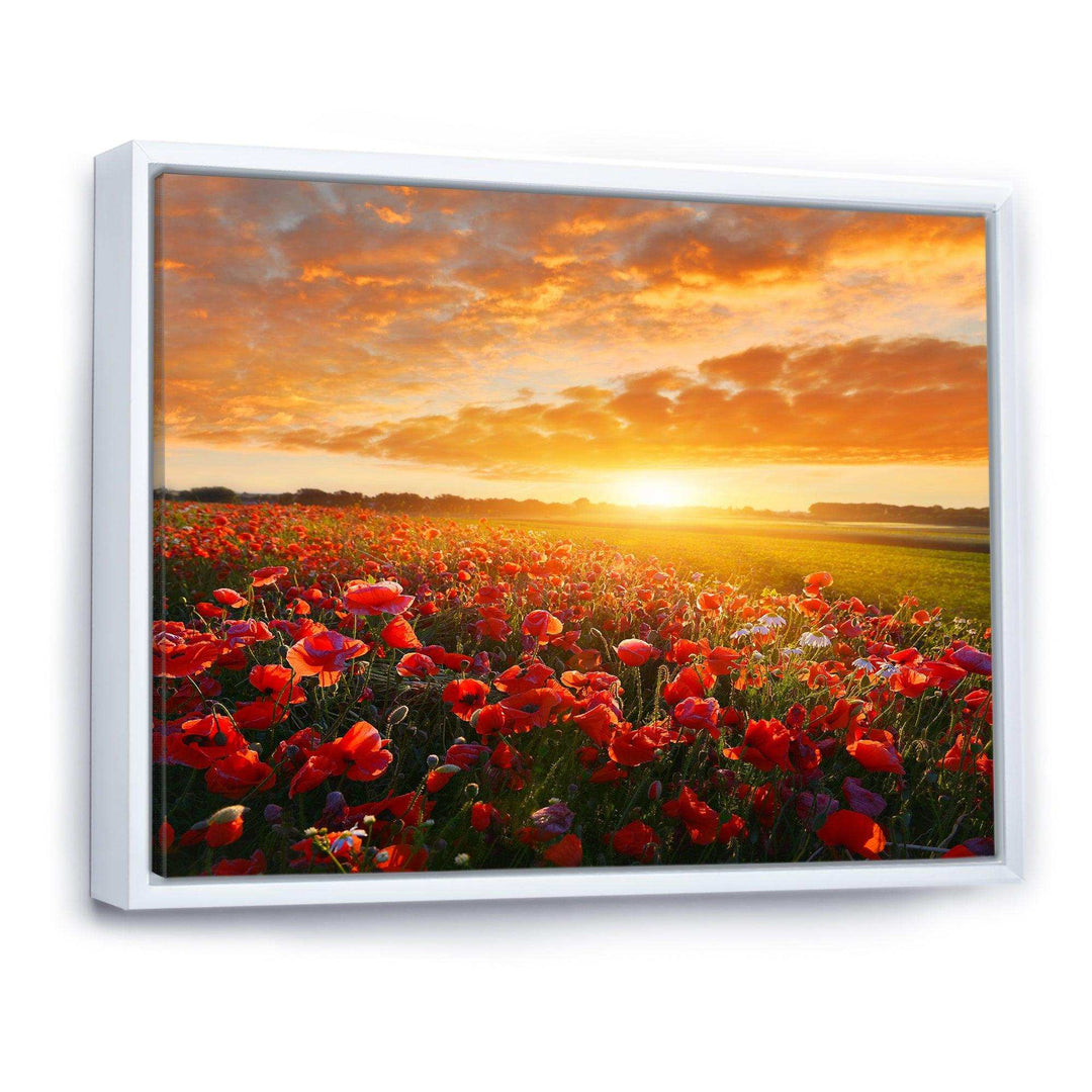 Beautiful Poppy Field at Sunset - Landscapes Wall Art Prints