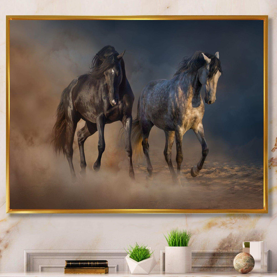 Black and white horse run