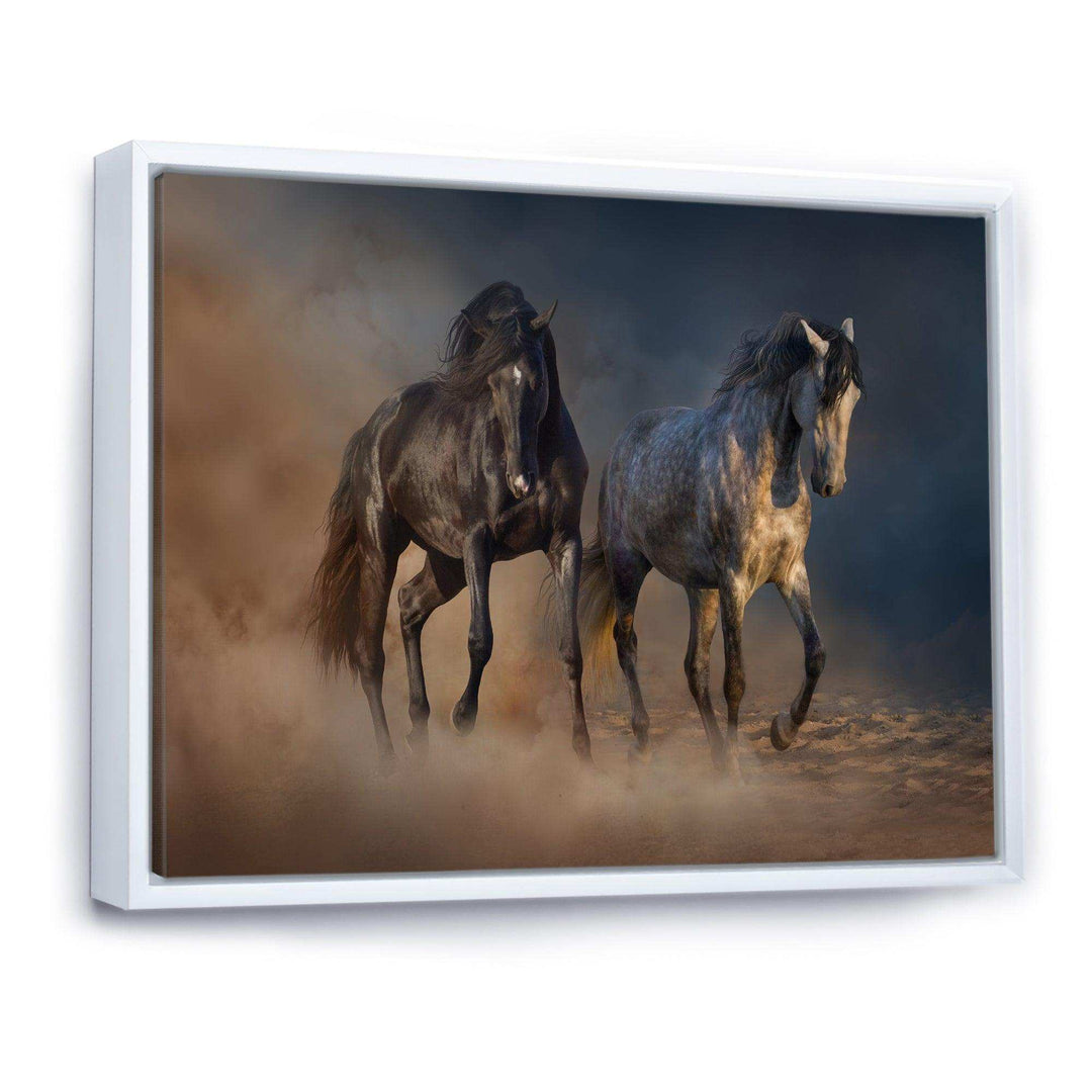 Black and white horse run