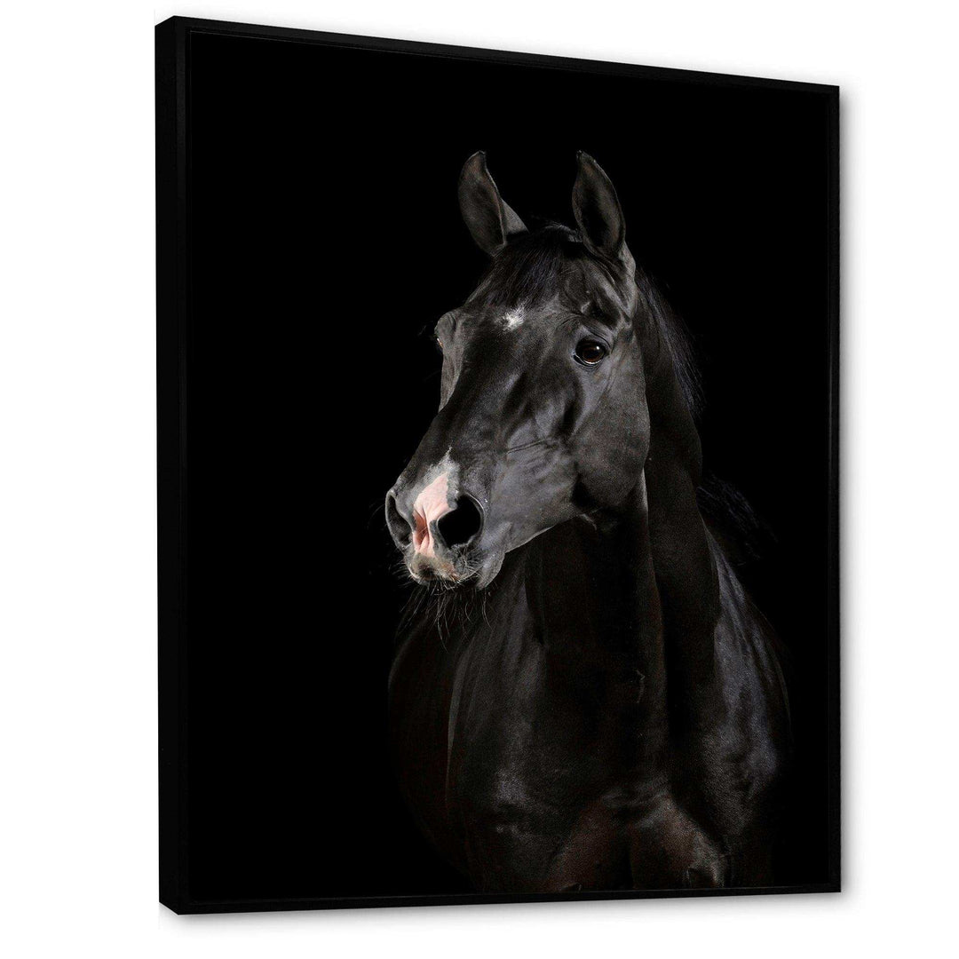 Black horse in darkness