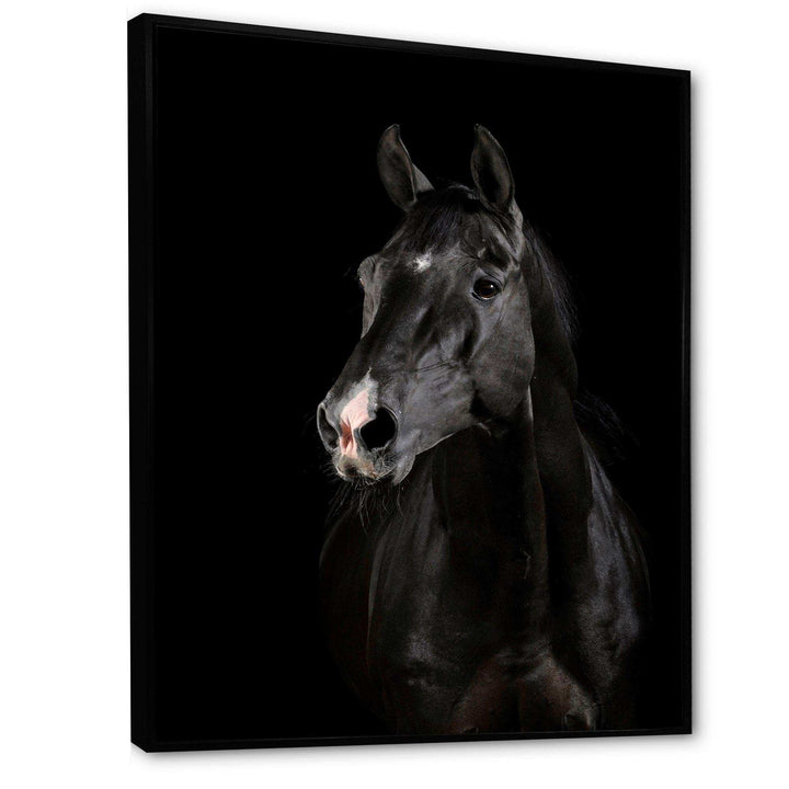 Black horse in darkness