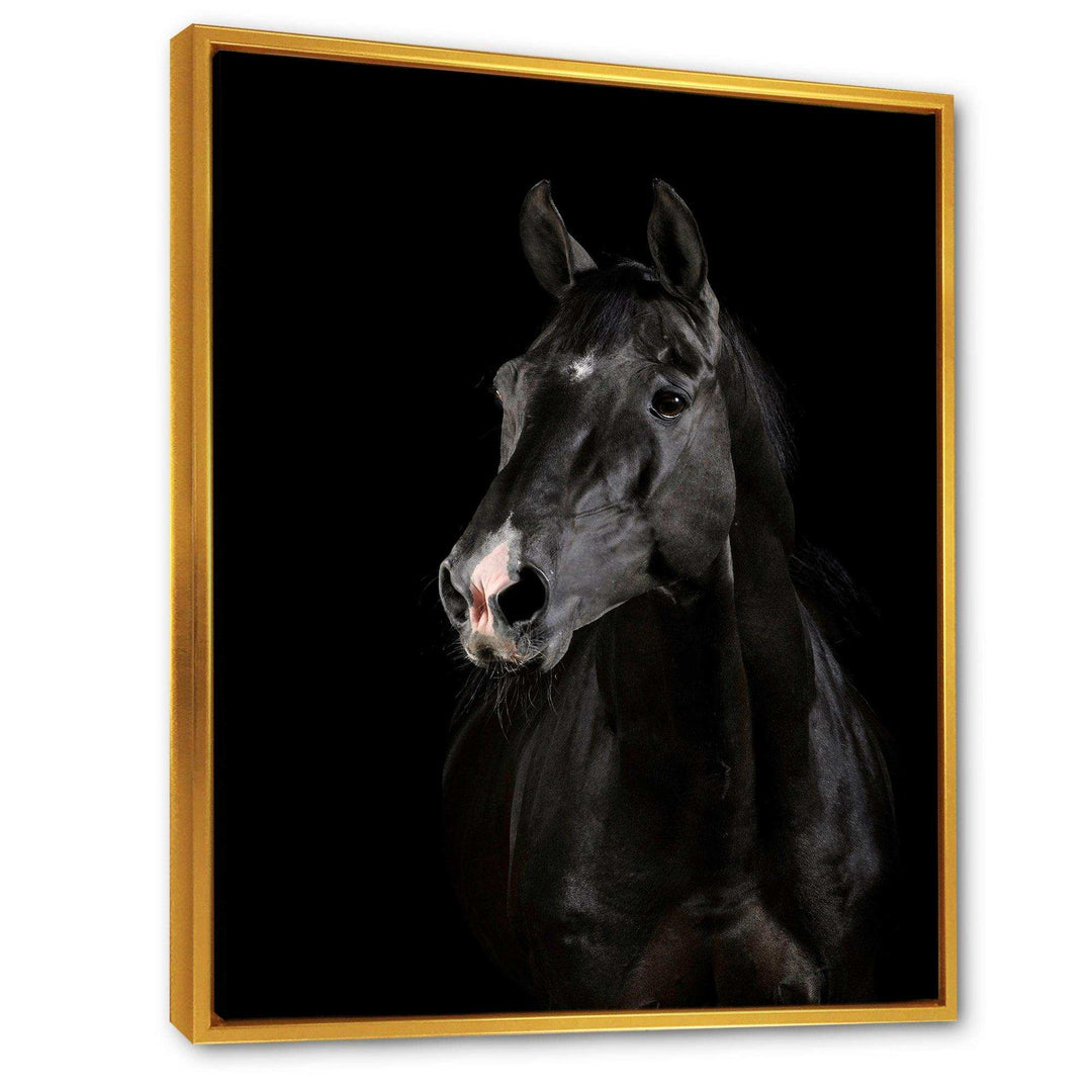 Black horse in darkness