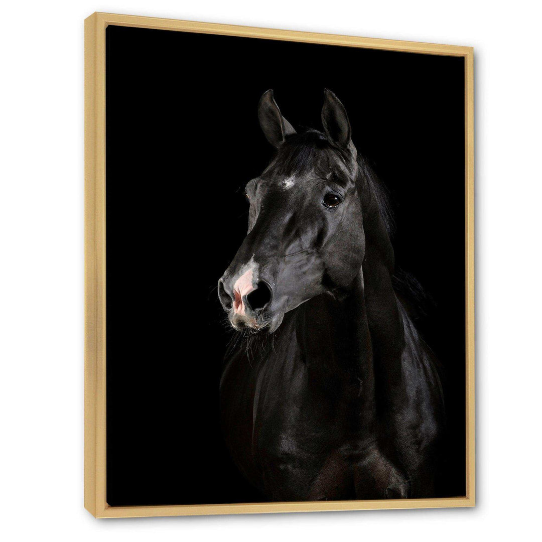 Black horse in darkness