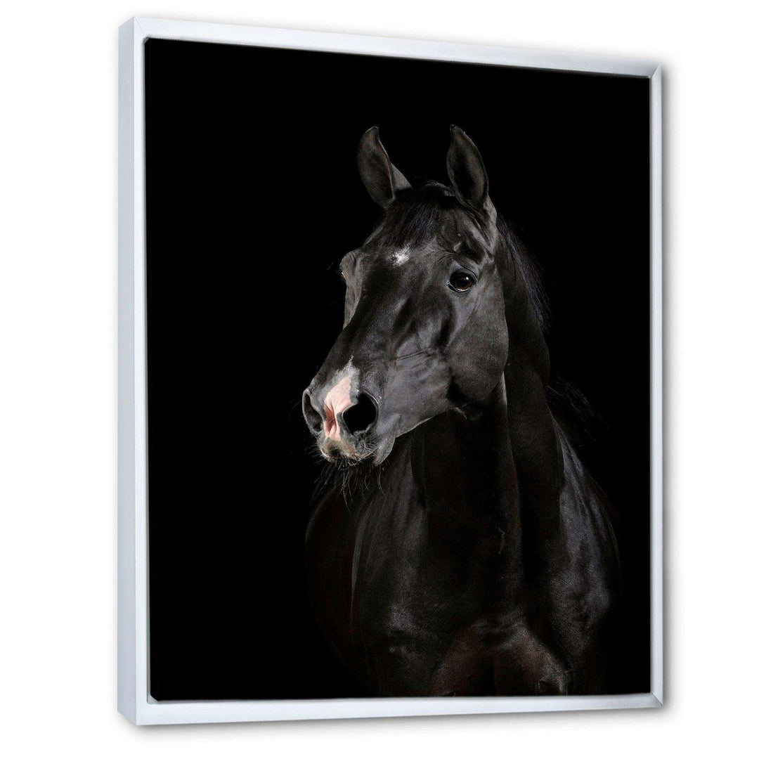 Black horse in darkness