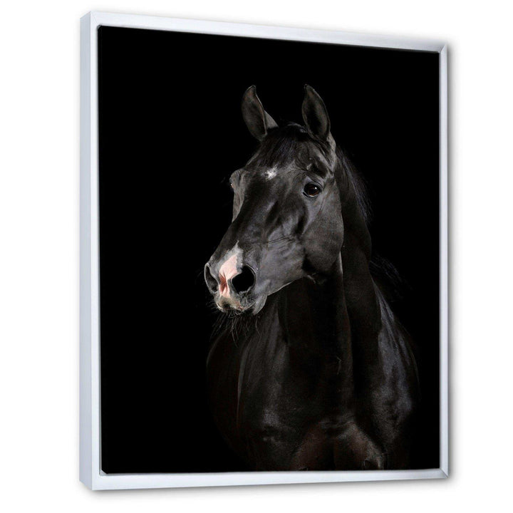 Black horse in darkness