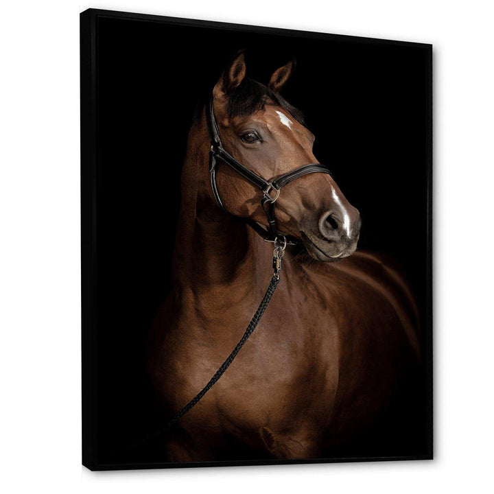 Horse Portrait