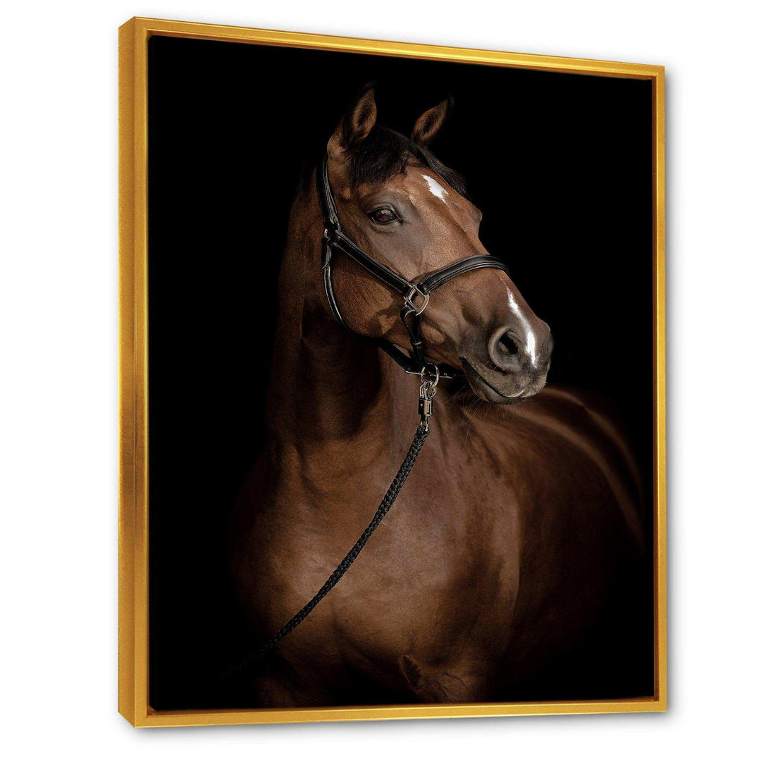 Horse Portrait