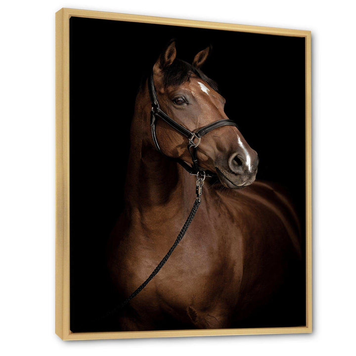 Horse Portrait