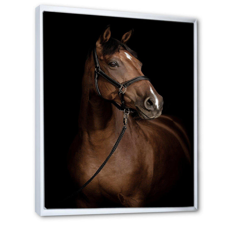Horse Portrait