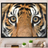 Bengal tiger eyes