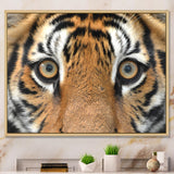 Bengal tiger eyes