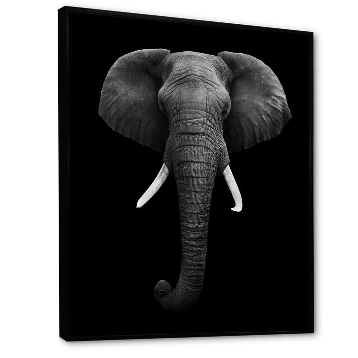African Elephant