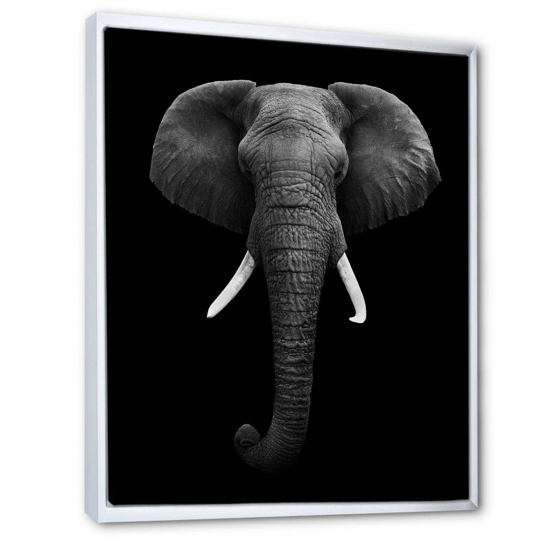 African Elephant