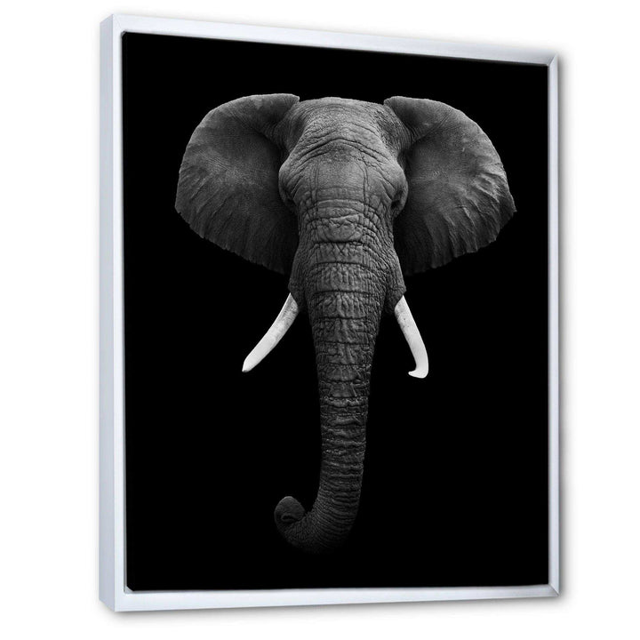 African Elephant