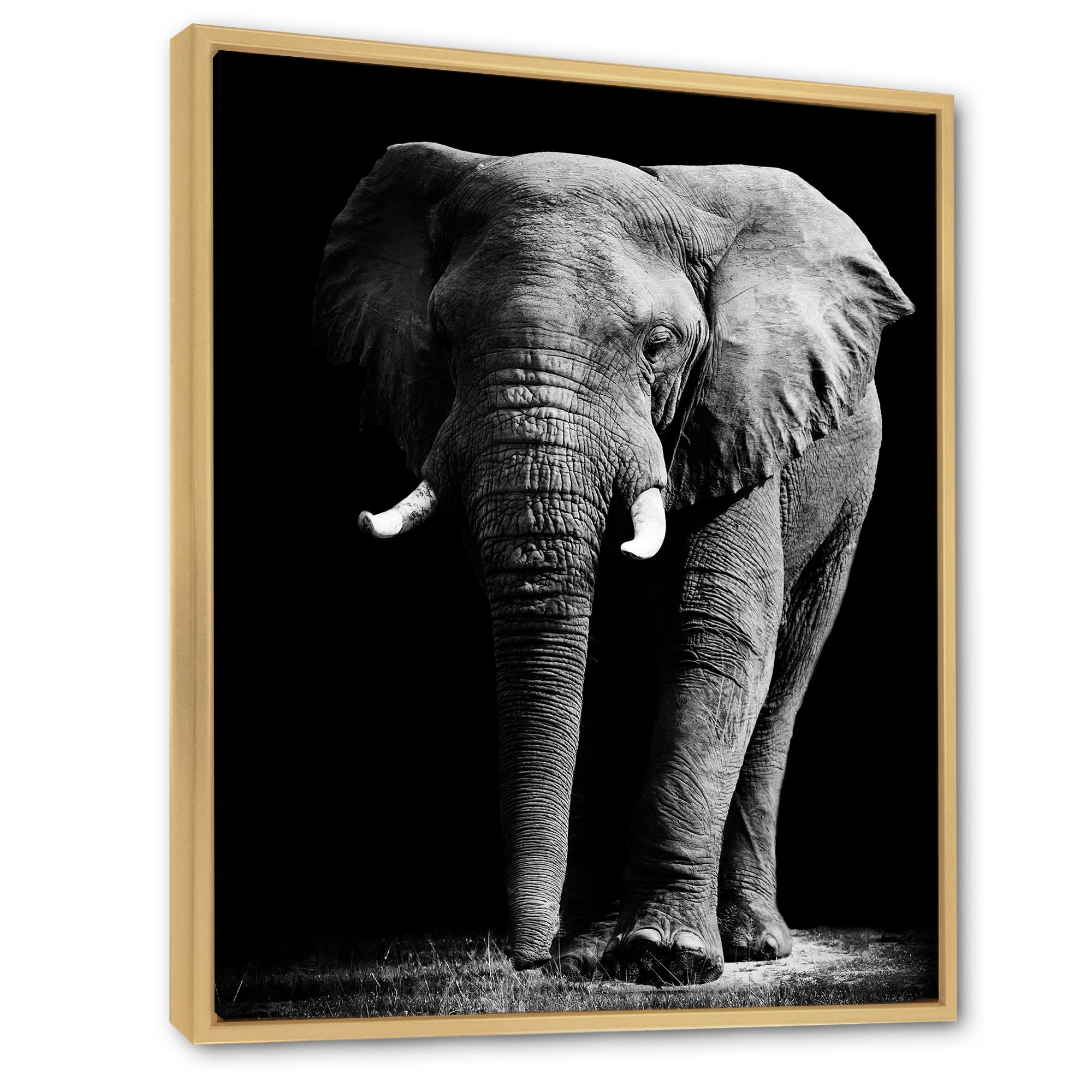 African Elephant in Black Background