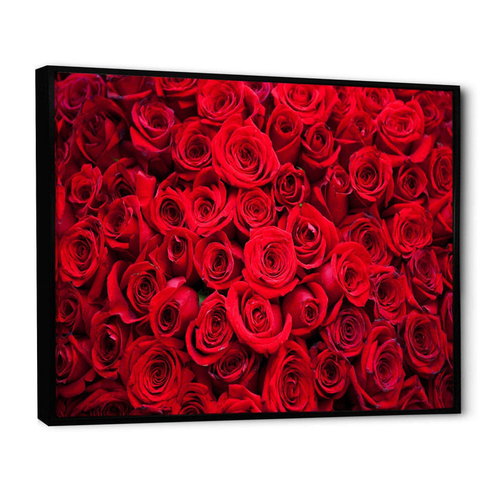 Winter Red Rose