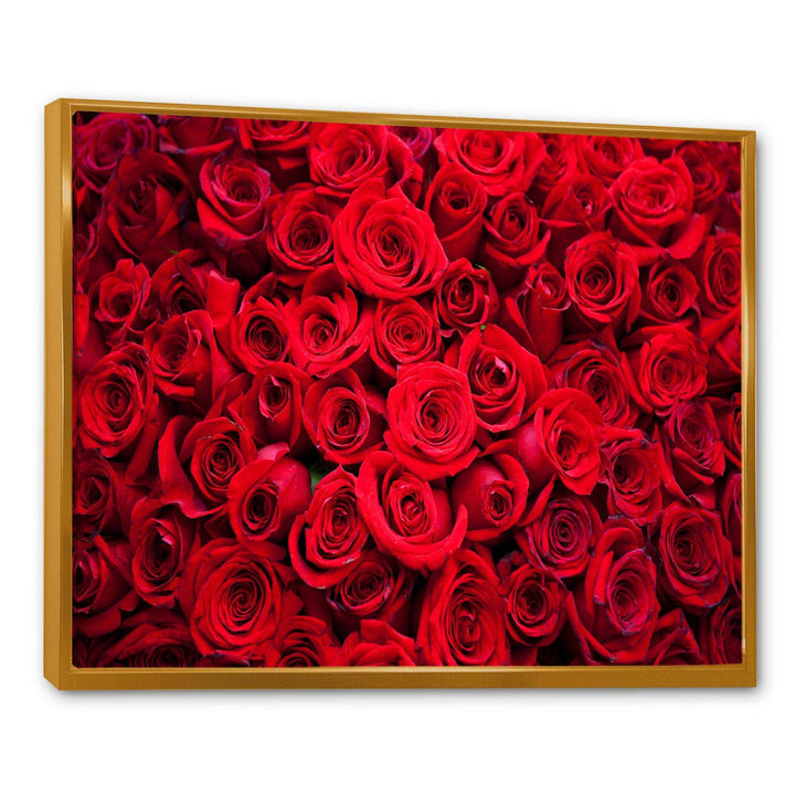 Winter Red Rose