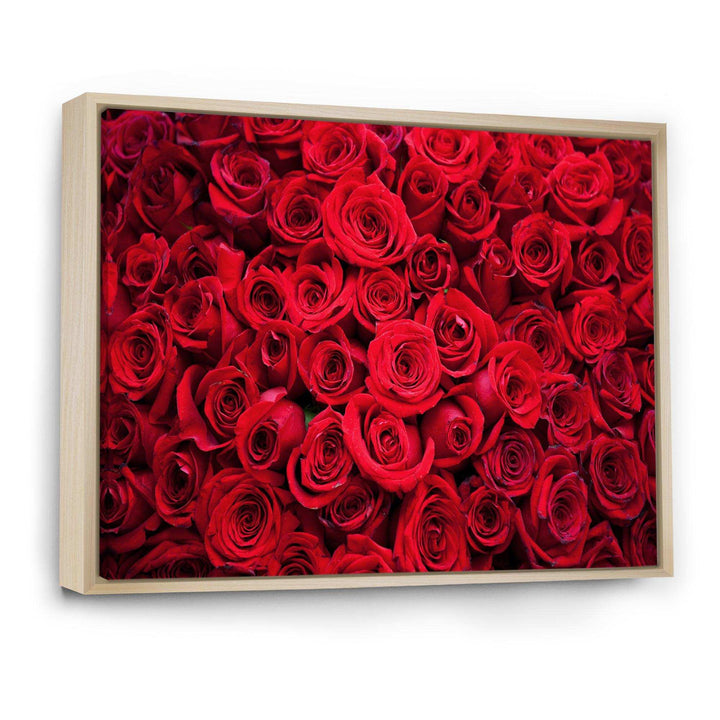 Winter Red Rose