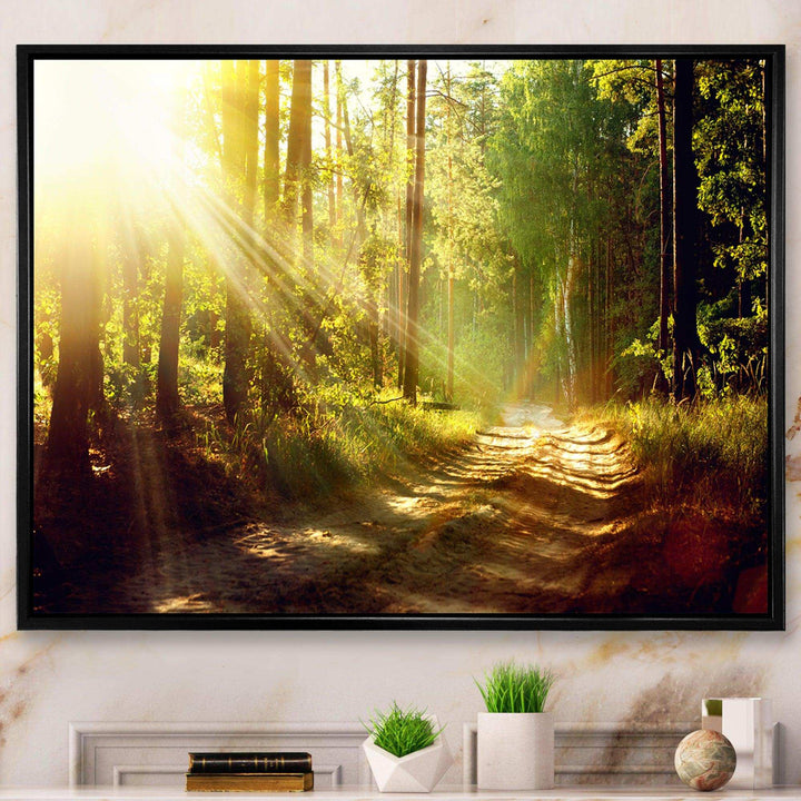 Sun Rays In Misty Old Forest
