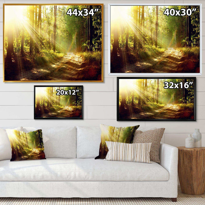 Sun Rays In Misty Old Forest