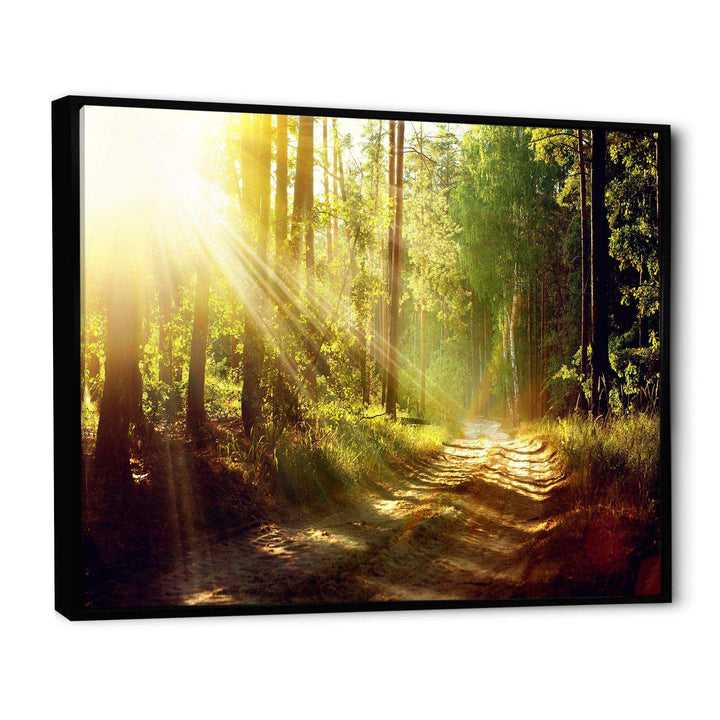 Sun Rays In Misty Old Forest