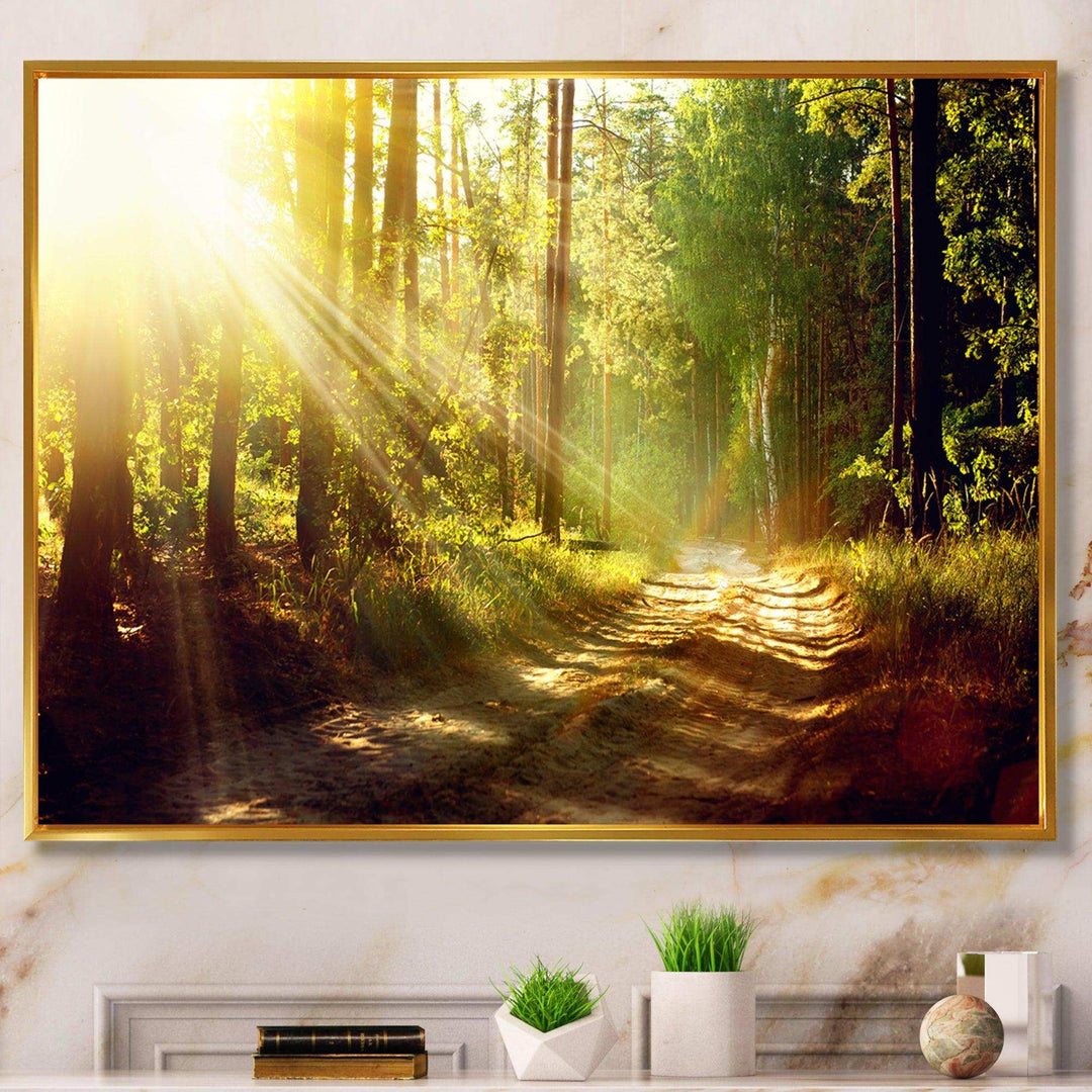 Sun Rays In Misty Old Forest