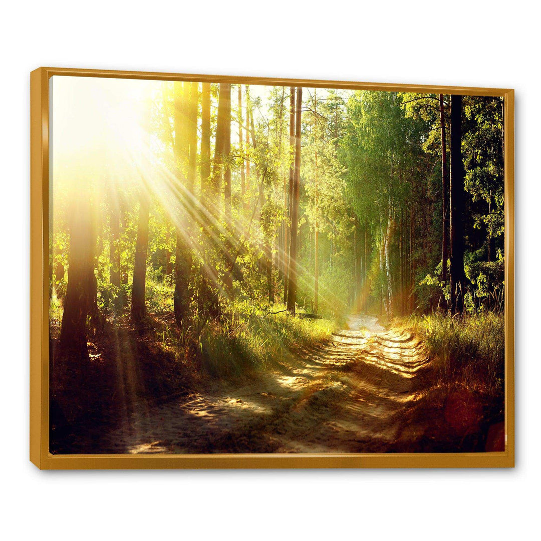 Sun Rays In Misty Old Forest