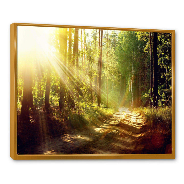Sun Rays In Misty Old Forest
