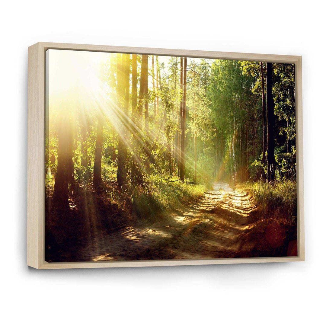 Sun Rays In Misty Old Forest