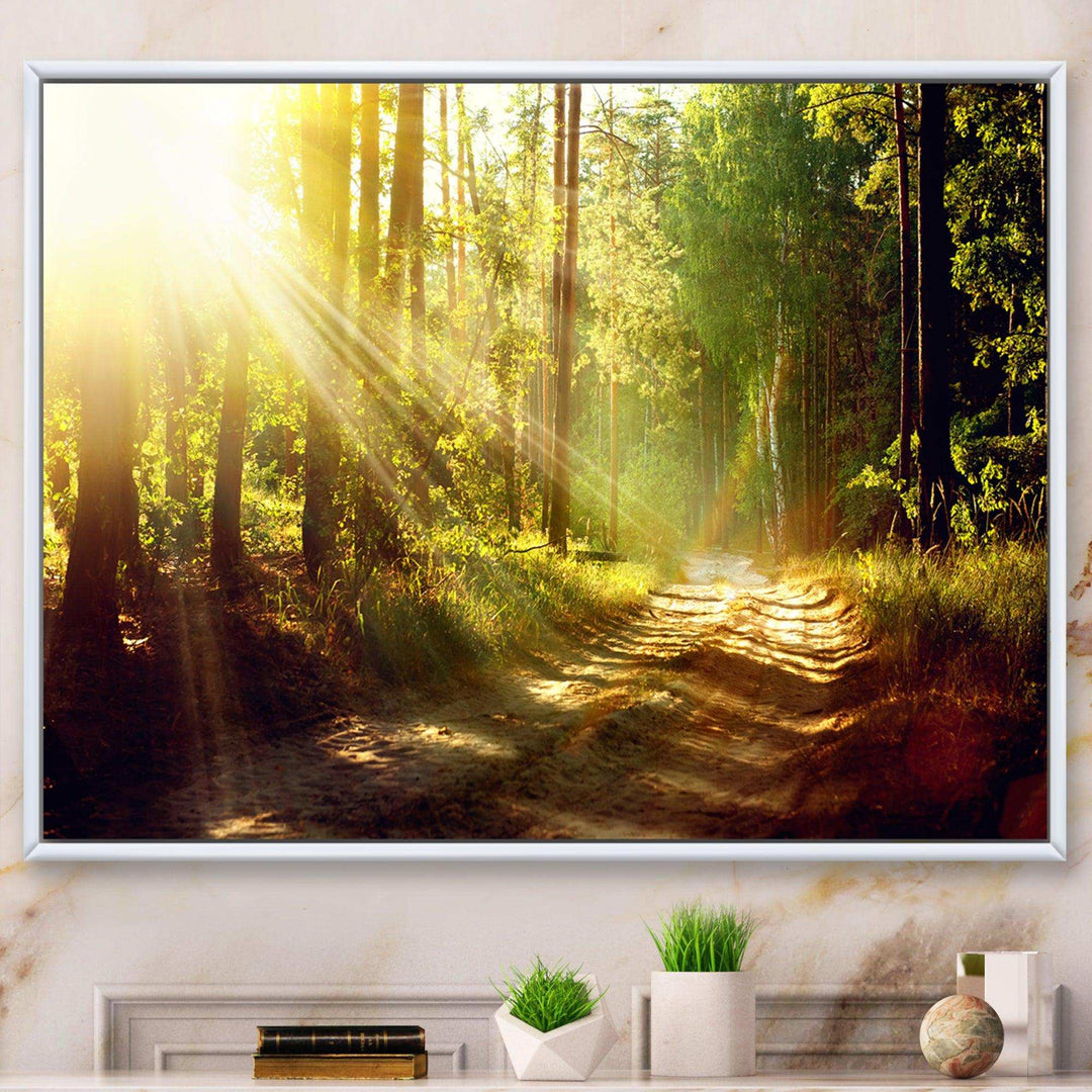 Sun Rays In Misty Old Forest
