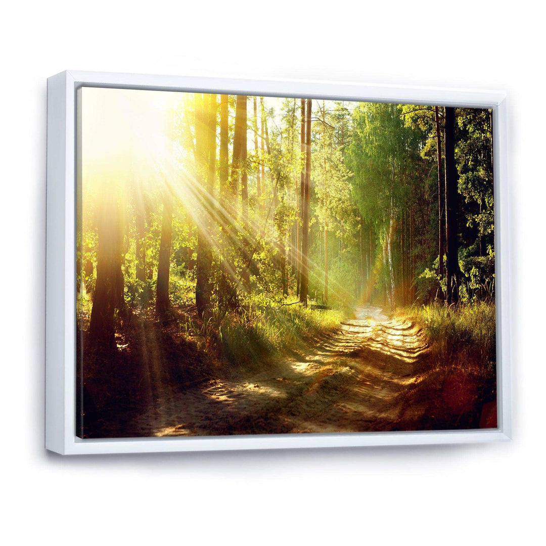 Sun Rays In Misty Old Forest