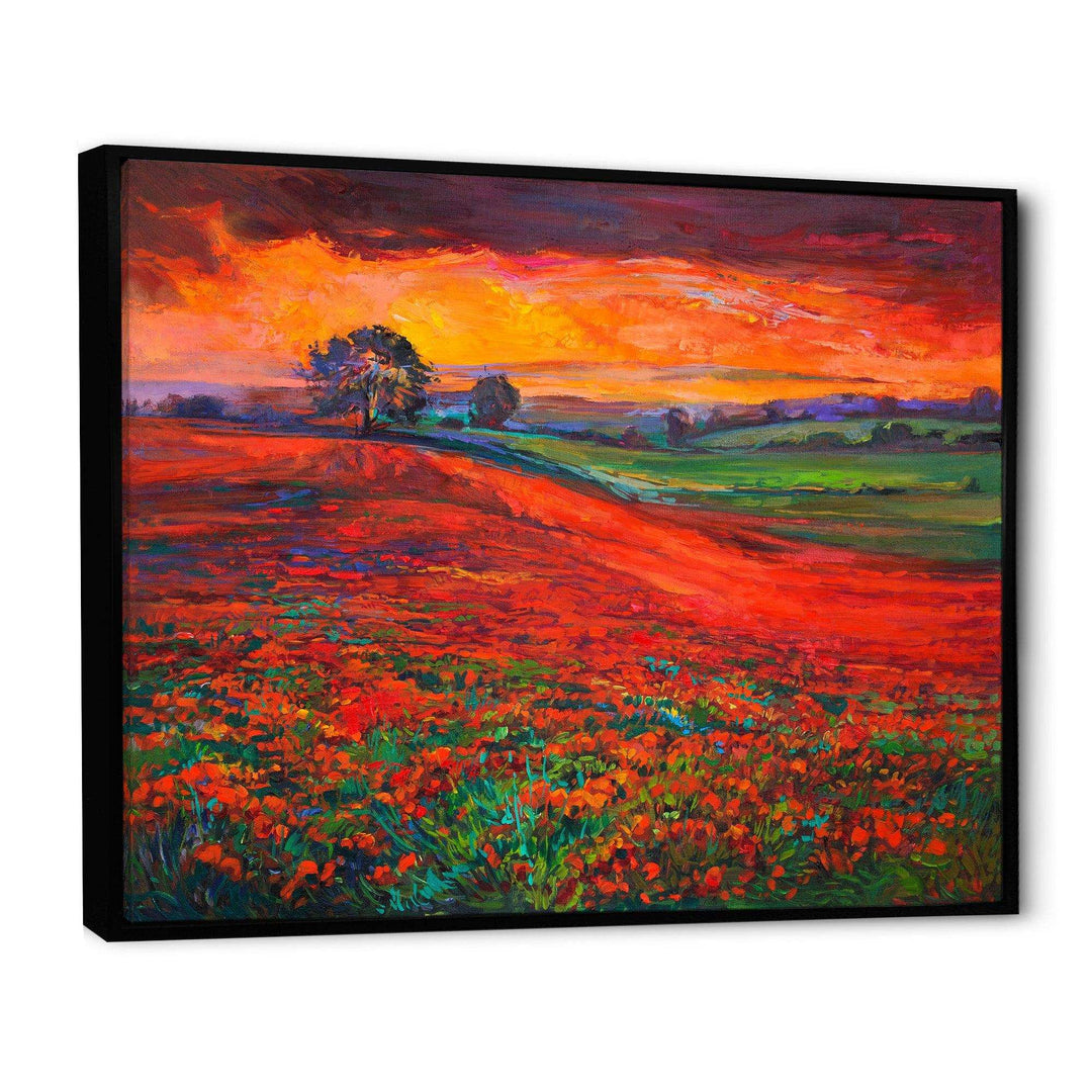 Blossoming Poppy Fields During Summer Sunset
