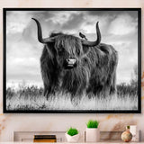 Longhaired Scottish Bull