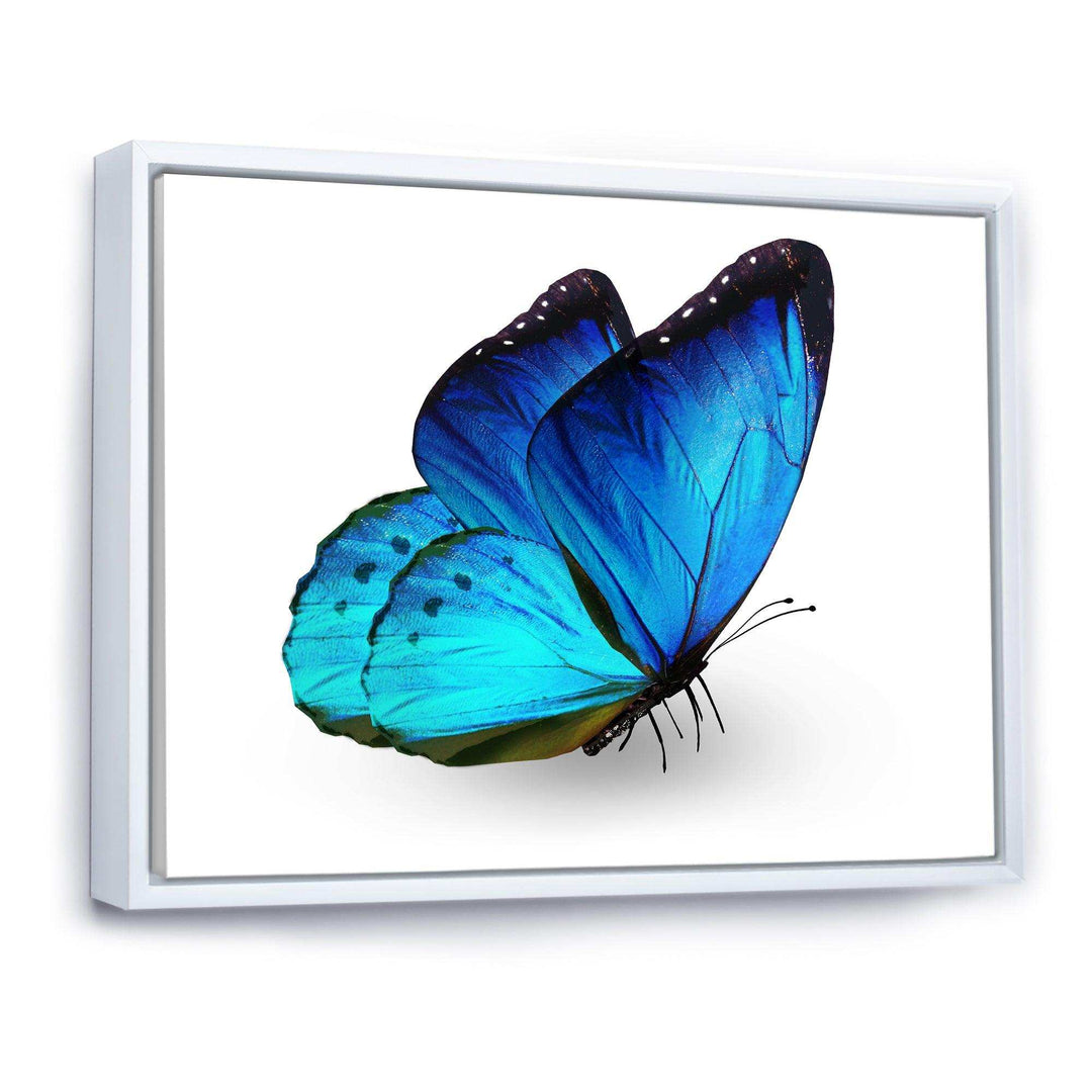 Vibrant Blue Butterfly