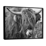 Scottish Cow On Moorland II