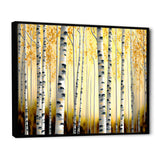 Golden Birch Trees Forest II