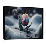 A Blooming Multicolor Tulip Flower In Winter II Framed Canvas Vibrant Black - 1.5"Thick